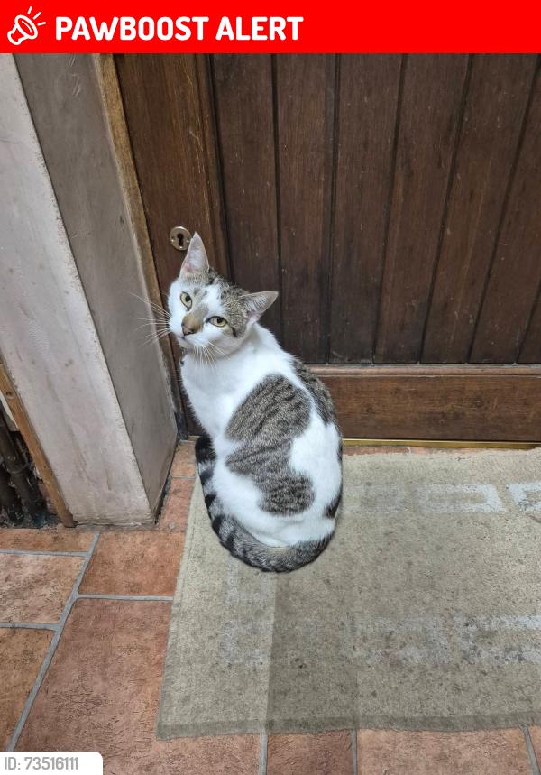 Lost Male Cat last seen Haughton Green woods, Denton, England M34 7LU