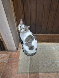 Lost Male Cat last seen Haughton Green woods, Denton, England M34 7LU