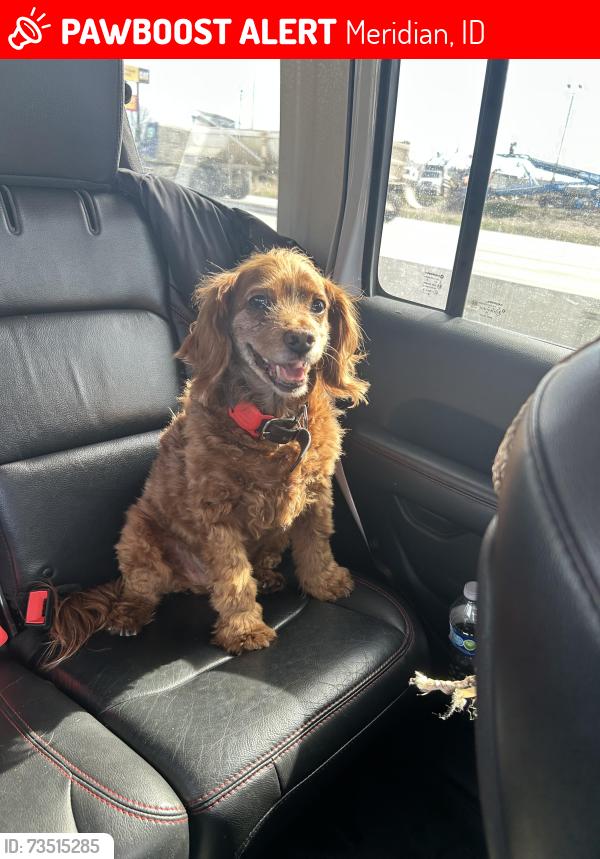 Lost Male Dog last seen Bolsena and ladle rapids, Meridian, ID 83646