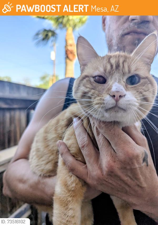 Found/Stray Male Cat last seen Country Club Drive and Broadway Rd, Mesa, AZ 85210