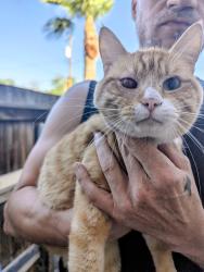 Found/Stray Male Cat last seen Country Club Drive and Broadway Rd, Mesa, AZ 85210