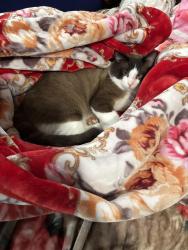 Lost Male Cat last seen Touhy and Cicero or Pratt and Cicero Streets, Lincolnwood, IL 60712
