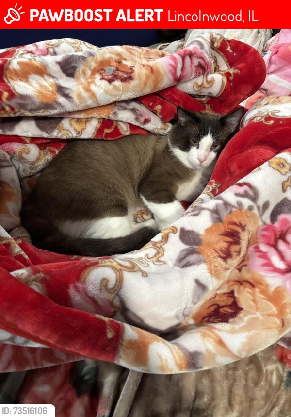 Lost Male Cat last seen Touhy and Cicero or Pratt and Cicero Streets, Lincolnwood, IL 60712