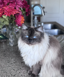 Lost Female Cat last seen Carmel Mountain Road & Canter Heights Drive, San Diego, San Diego, CA 92130