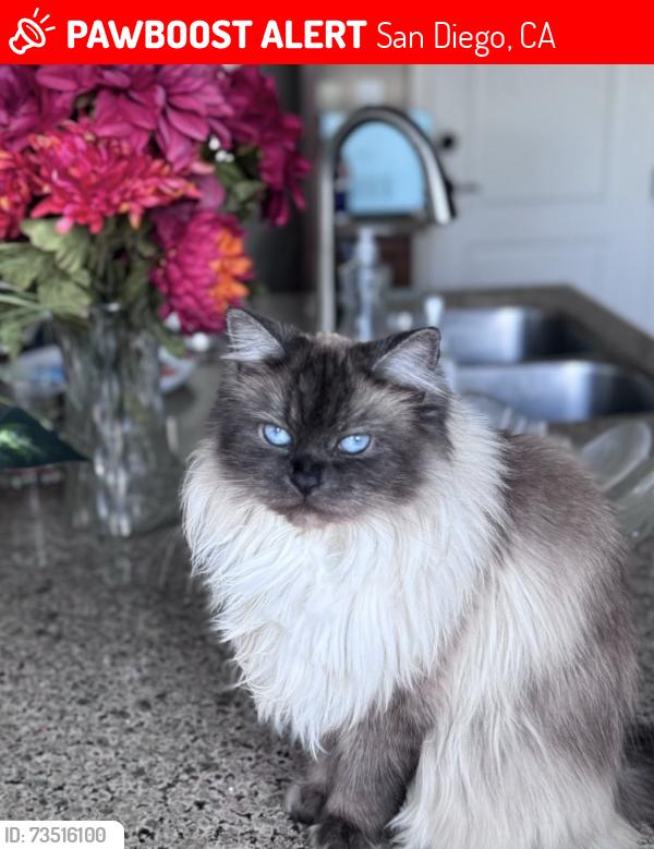Lost Female Cat last seen Carmel Mountain Road & Canter Heights Drive, San Diego, San Diego, CA 92130