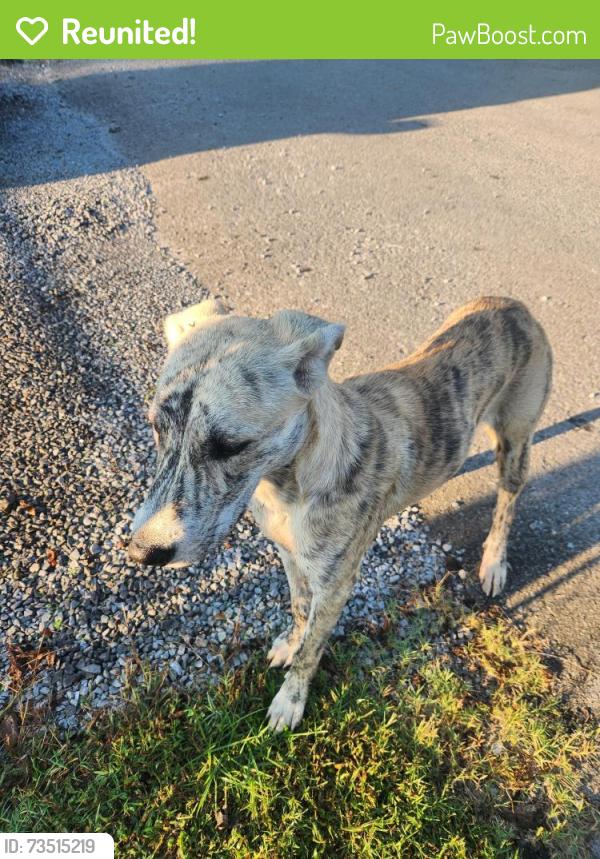 Reunited Male Dog last seen Strawberry Lane Cleveland TN, Cleveland, TN 37311
