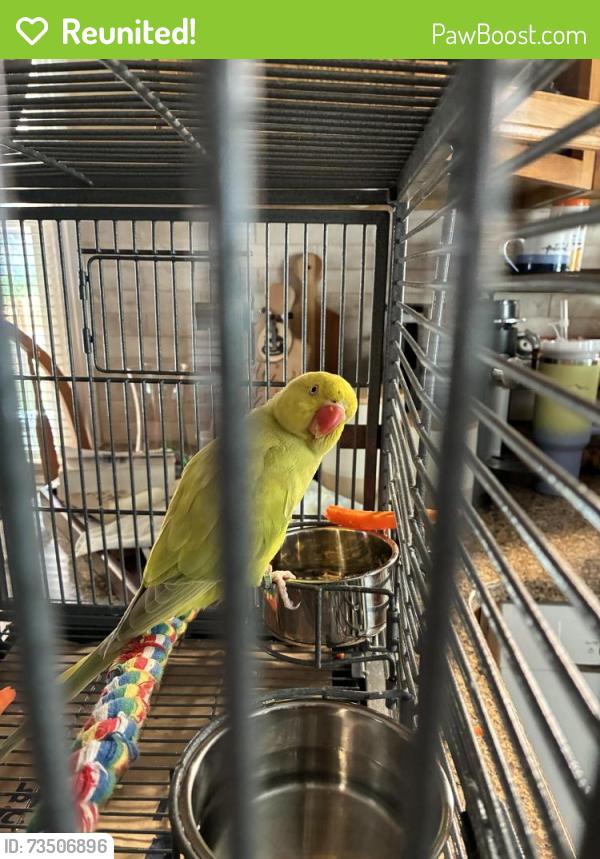 Reunited Unknown Bird last seen Monticello & Green, South Euclid OH, South Euclid, OH 44121