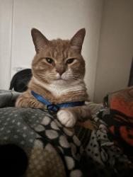 Lost Male Cat last seen Near pioneering loop, Liberty Hill, TX 78642