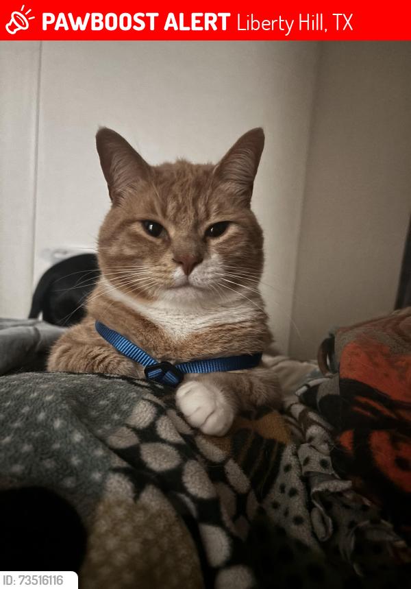 Lost Male Cat last seen Near pioneering loop, Liberty Hill, TX 78642
