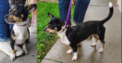 Found/Stray Male Dog last seen Near West Broad St., Columbus, OH 43204
