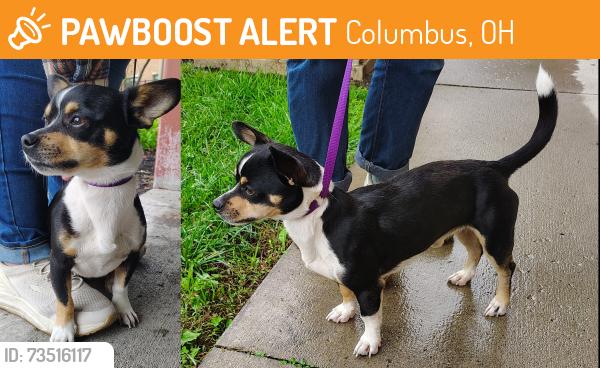 Found/Stray Male Dog last seen Near West Broad St., Columbus, OH 43204