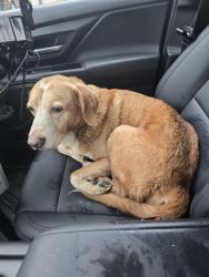 Reunited Male Dog last seen N 11th Street and E Central Ave, Miamisburg, OH 45342