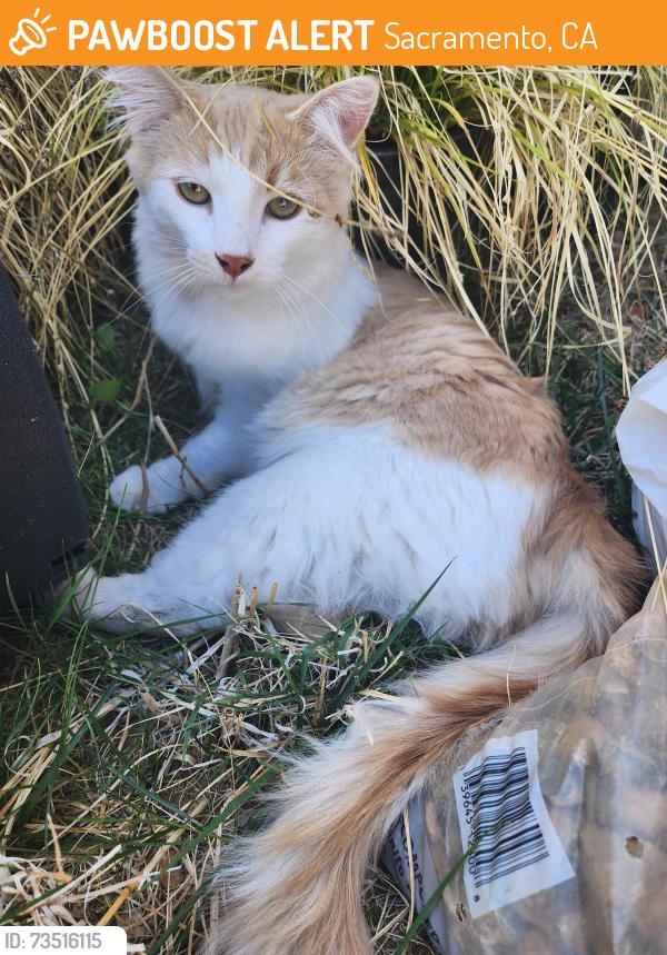Found/Stray Unknown Cat last seen Near Sheldon high school, Sacramento, CA 95829