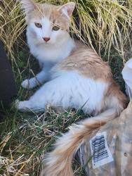 Found/Stray Unknown Cat last seen Near Sheldon high school, Sacramento, CA 95829