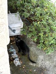 Found/Stray Unknown Cat last seen Greenbrier Rd and Harco St Long Beach, Long Beach, CA 90808