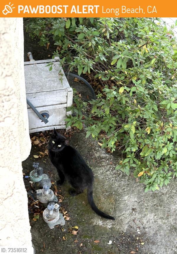 Found/Stray Unknown Cat last seen Greenbrier Rd and Harco St Long Beach, Long Beach, CA 90808