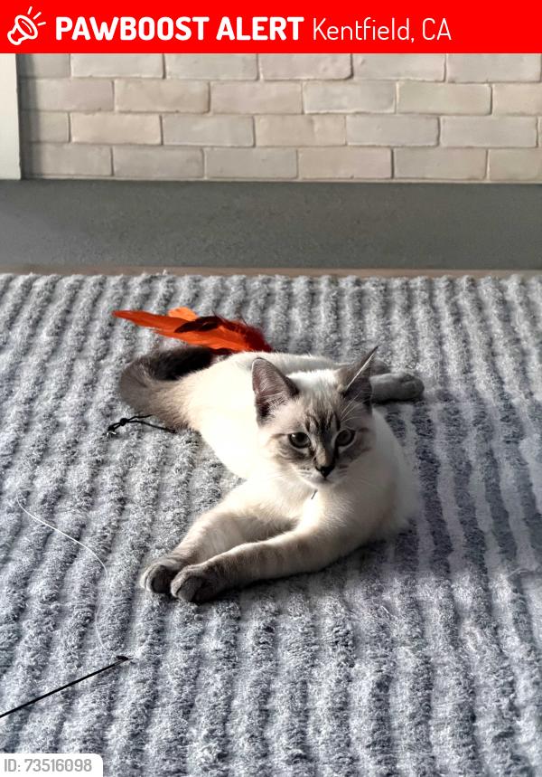 Lost Female Cat last seen Manor Road and Sir Francis Drake Blvd, Kentfield, CA 94904
