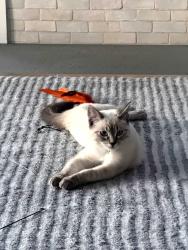 Lost Female Cat last seen Manor Road and Sir Francis Drake Blvd, Kentfield, CA 94904