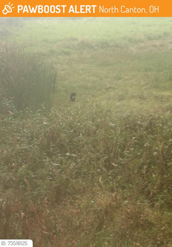 Found/Stray Unknown Cat last seen Embassy Suites, North Canton, OH 44720