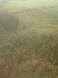 Found/Stray Unknown Cat last seen Embassy Suites, North Canton, OH 44720