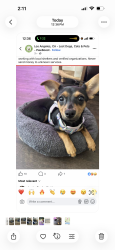 Lost Female Dog last seen Near mt Olympus drive, Los Angeles, CA 90046