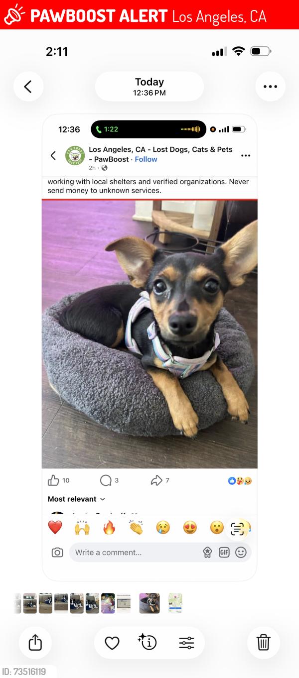 Lost Female Dog last seen Near mt Olympus drive, Los Angeles, CA 90046