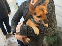 Found/Stray Unknown Dog last seen Harrison & Montana, Cincinnati, OH 45211