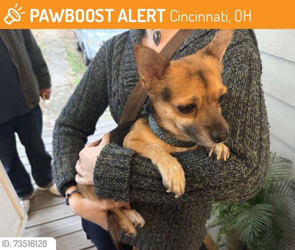 Found/Stray Unknown Dog last seen Harrison & Montana, Cincinnati, OH 45211