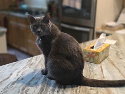Lost Female Cat last seen SW 23rd St and Main St, Gainesville, FL 32601