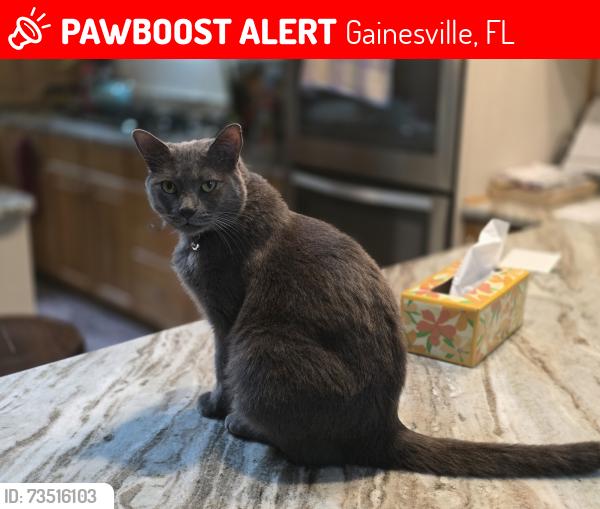 Lost Female Cat last seen SW 23rd St and Main St, Gainesville, FL 32601