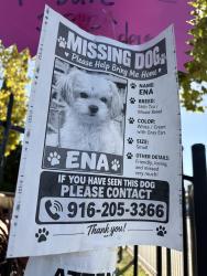 Lost Female Dog last seen Near th st, Sacramento, CA 95820