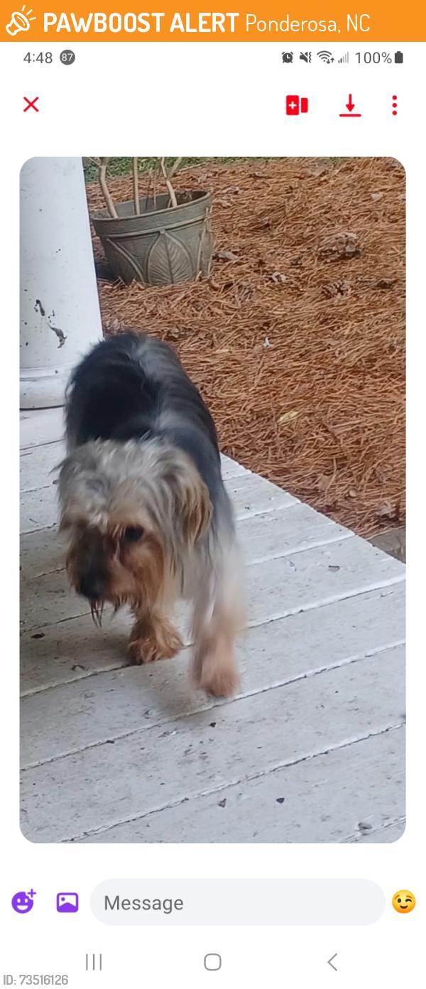 Found/Stray Male Dog last seen Zac Ct Wendell NC 27591, Ponderosa, NC 27591