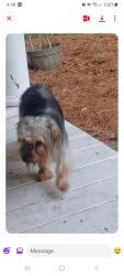 Found/Stray Male Dog last seen Zac Ct Wendell NC 27591, Ponderosa, NC 27591