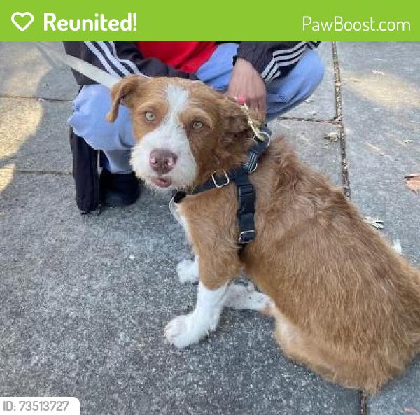Reunited Male Dog last seen Clayton Rd. and Ygnacio, Clayton, CA 94517