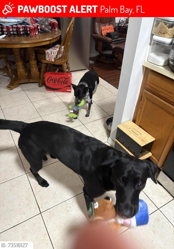 Lost Male Dog last seen Bill Madden Park, Palm Bay, FL 32909
