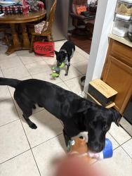 Lost Male Dog last seen Bill Madden Park, Palm Bay, FL 32909