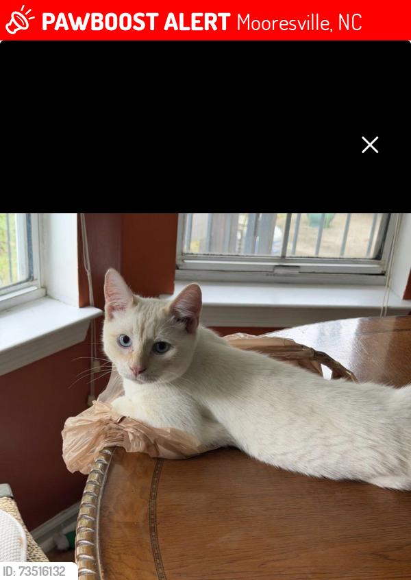 Lost Male Cat last seen reed creek and talbot toad, Mooresville, NC 28117