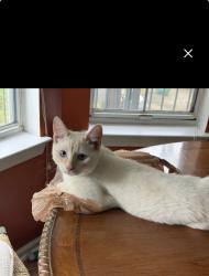 Lost Male Cat last seen reed creek and talbot toad, Mooresville, NC 28117