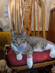Lost Male Cat last seen 12th & Cherry Selah, Selah, WA 98942