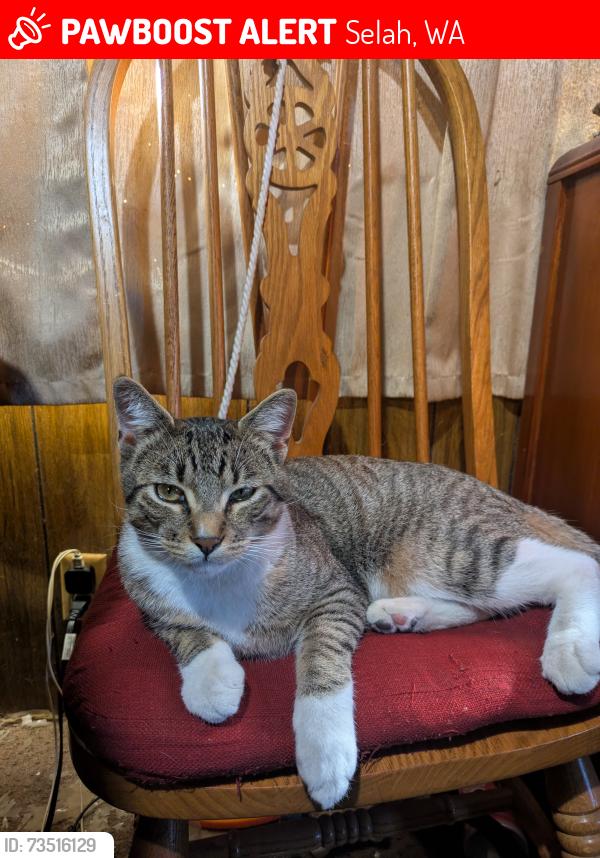 Lost Male Cat last seen 12th & Cherry Selah, Selah, WA 98942