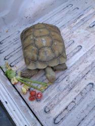 Found/Stray Unknown Reptile last seen WATSON AND PALOMAR, Romoland, CA 92585