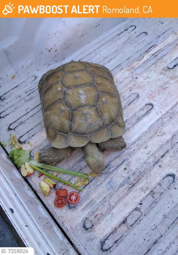 Found/Stray Unknown Reptile last seen WATSON AND PALOMAR, Romoland, CA 92585