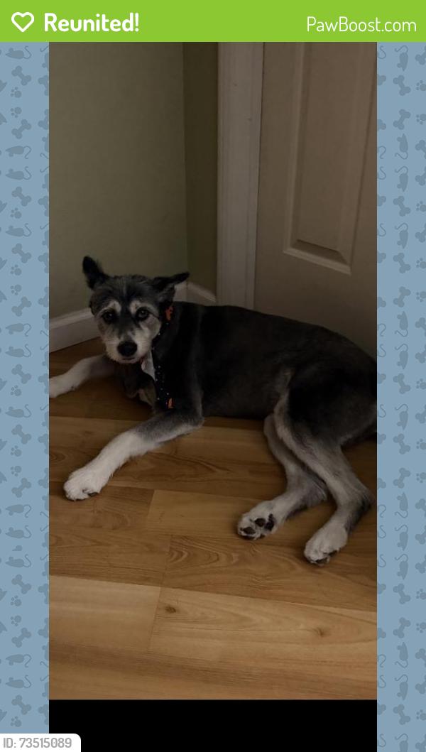 Reunited Female Dog last seen Huston, Stevenson Ranch, CA 91381