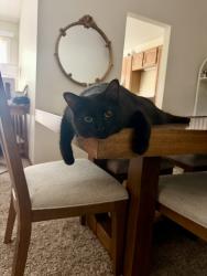 Lost Male Cat last seen Schaumburg Rd & Barrington Rd, Schaumburg, IL 60193