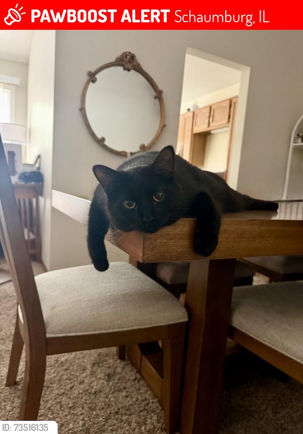 Lost Male Cat last seen Schaumburg Rd & Barrington Rd, Schaumburg, IL 60193
