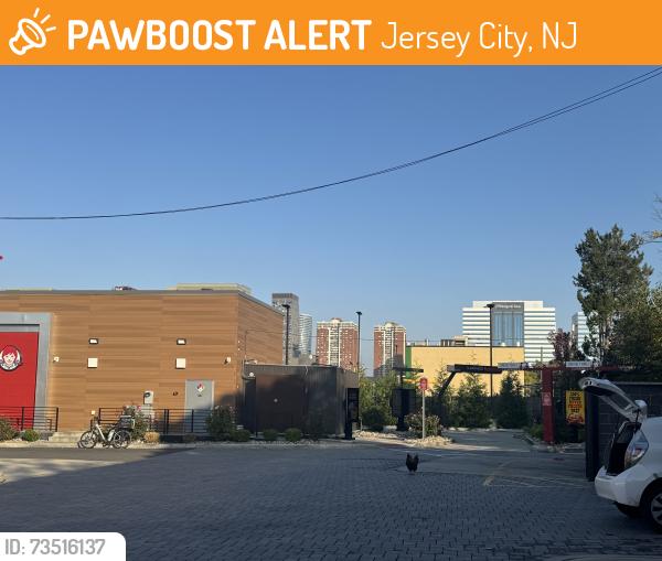 Found/Stray Unknown Bird last seen Wendy’s / gas station, Jersey City, NJ 07310