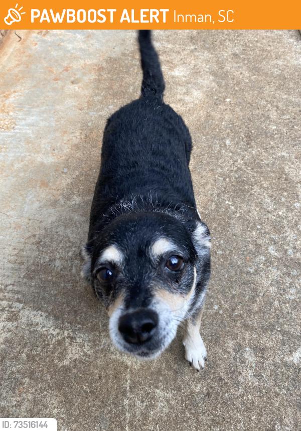 Found/Stray Male Dog last seen Still in my backyard, Inman, SC 29349