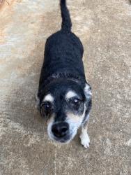 Found/Stray Male Dog last seen Still in my backyard, Inman, SC 29349