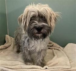 Shelter Stray Male Dog last seen , 600 Aviation Dr, Camarillo, CA 93010, USA