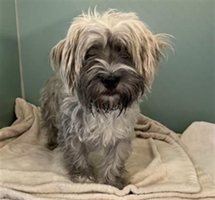 Shelter Stray Male Dog last seen , 600 Aviation Dr, Camarillo, CA 93010, USA